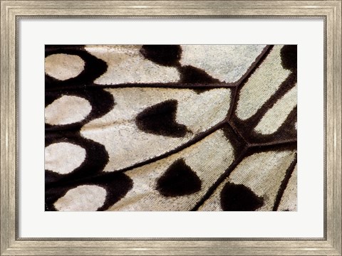 Framed Wing Pattern Of Tropical Butterfly 1 Print
