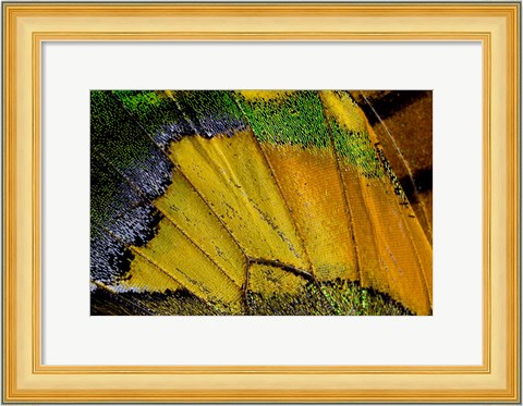 Framed Wing Pattern Of Tropical Butterfly 2 Print