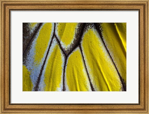 Framed Wing Pattern Of Tropical Butterfly 3 Print