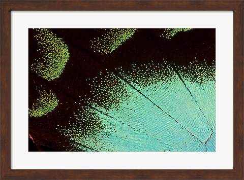 Framed Wing Pattern Of Tropical Butterfly 4 Print