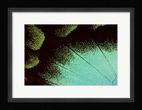 Framed Wing Pattern Of Tropical Butterfly 4 Print