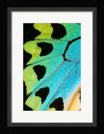 Framed Wing Pattern Of Tropical Butterfly 5 Print