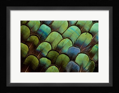 Framed Pheasant Body Feather Fan Design Print
