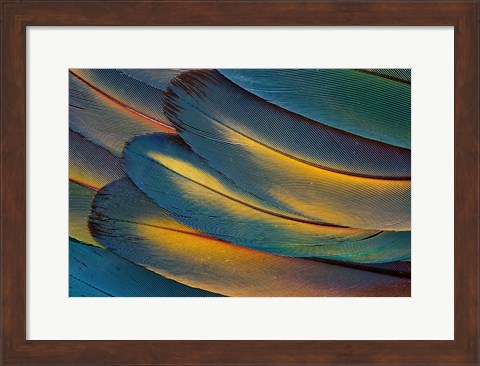 Framed Scarlet Macaw Wing Feathers Fan Design Print