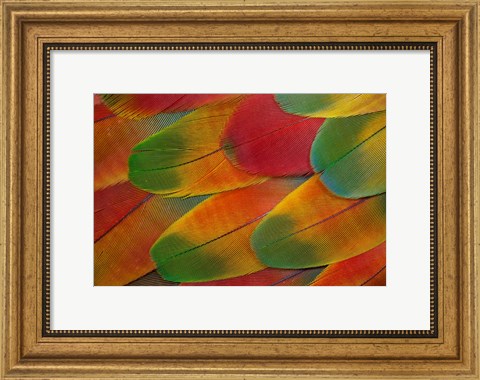 Framed Harlequin Macaw Wing Feather Design Print