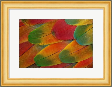 Framed Harlequin Macaw Wing Feather Design Print