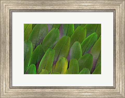 Framed Green Wing Feathers Of A Parrot Print