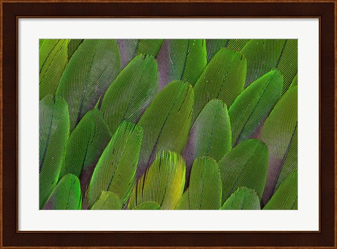 Framed Green Wing Feathers Of A Parrot Print