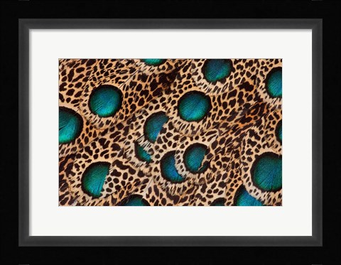 Framed Feather Design Of The Malay Peacock Pheasant Print