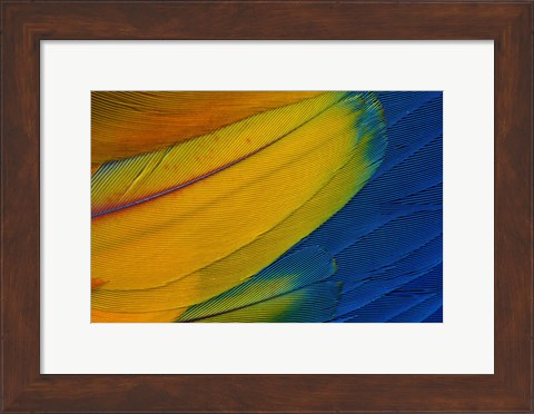 Framed Scarlet Macaw Wing Covert Feathers 1 Print