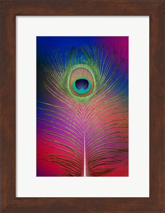 Framed Male Peacock Display Tail Feathers 2 Print