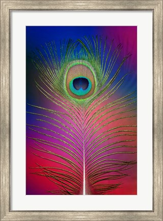 Framed Male Peacock Display Tail Feathers 2 Print