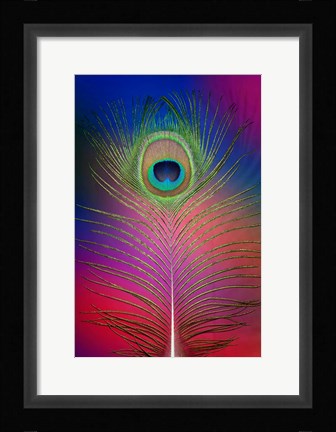 Framed Male Peacock Display Tail Feathers 2 Print