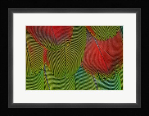 Framed Breast Feathers Of Harlequin Macaw Print
