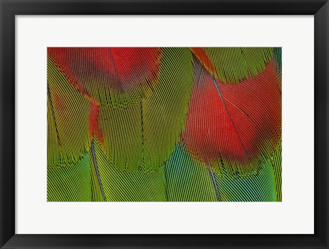 Framed Breast Feathers Of Harlequin Macaw Print