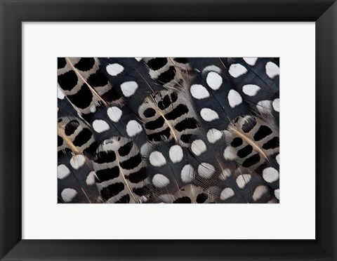 Framed Spots Of White On Mearns Quails Feather Design Print