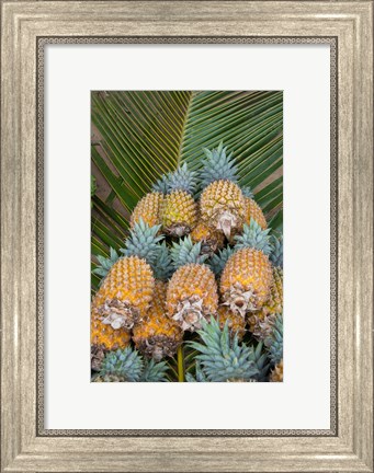 Framed Kingdom Of Tonga, Vava&#39;u Islands, Pineapples Print