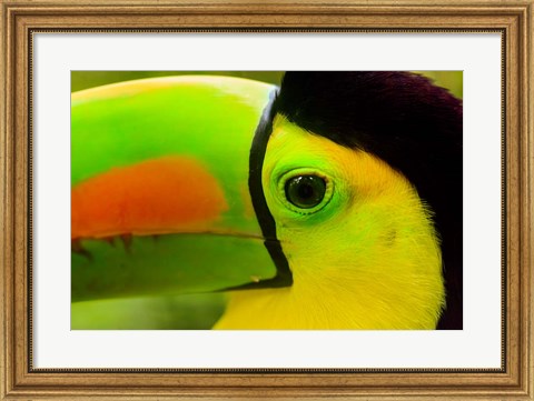 Framed Keel-Billed Toucan, Belize City, Belize Print