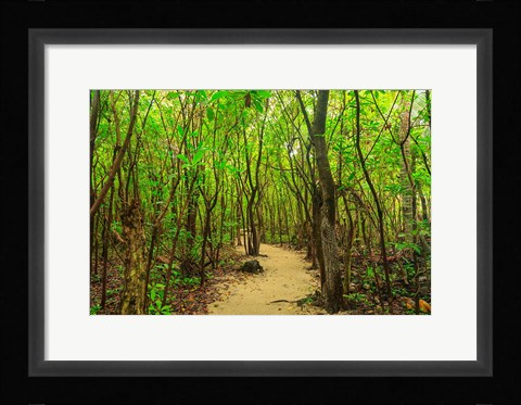 Framed Protected Bird Rookery, Half-Moon Caye, Lighthouse Reef Atoll, Belize Print