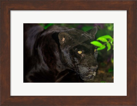 Framed Black Jaguar, Belize City, Belize Print