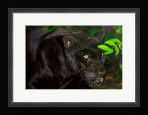 Framed Black Jaguar, Belize City, Belize Print