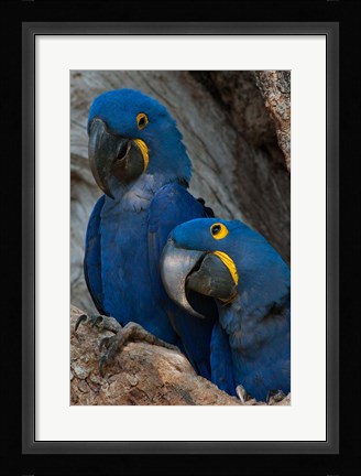 Framed Brazil, Pantanal Wetlands, Hyacinth Macaw Mated Pair On Their Nest In A Tree Print