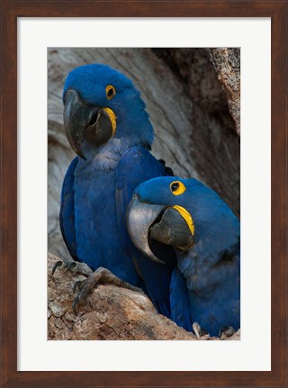 Framed Brazil, Pantanal Wetlands, Hyacinth Macaw Mated Pair On Their Nest In A Tree Print
