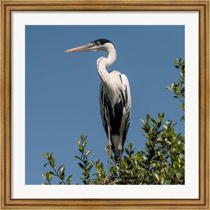 Framed Brazil, Pantanal, Cocoi Heron Print