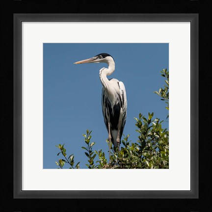 Framed Brazil, Pantanal, Cocoi Heron Print
