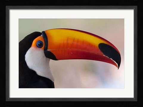 Framed Brazil, The Pantanal Wetland, Toco Toucan In Early Morning Light Print