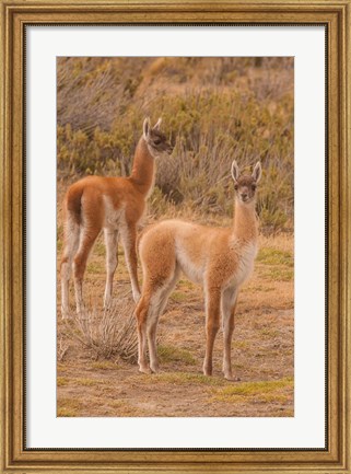 Framed Chile, Patagonia, Tierra Del Fuego Young Guanacos Print