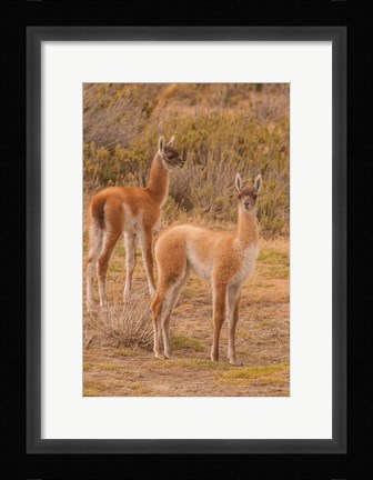 Framed Chile, Patagonia, Tierra Del Fuego Young Guanacos Print