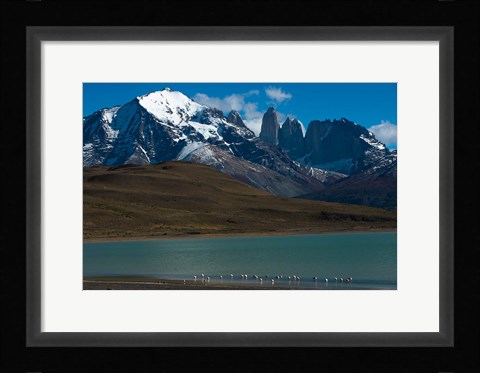 Framed Chilean Flamingo On Blue Lake, Torres Del Paine NP, Patagonia Print