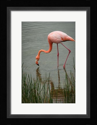 Framed Greater Flamingo, Punta Moreno Isabela Island Galapagos Islands, Ecuador Print