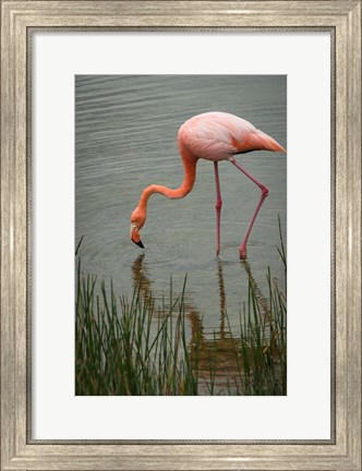 Framed Greater Flamingo, Punta Moreno Isabela Island Galapagos Islands, Ecuador Print