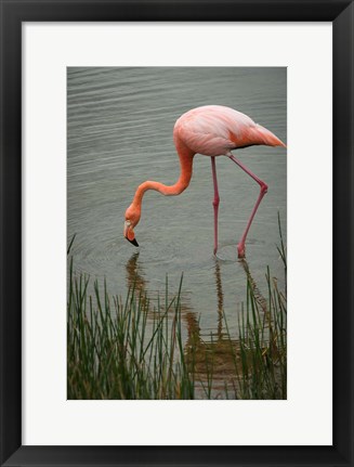 Framed Greater Flamingo, Punta Moreno Isabela Island Galapagos Islands, Ecuador Print