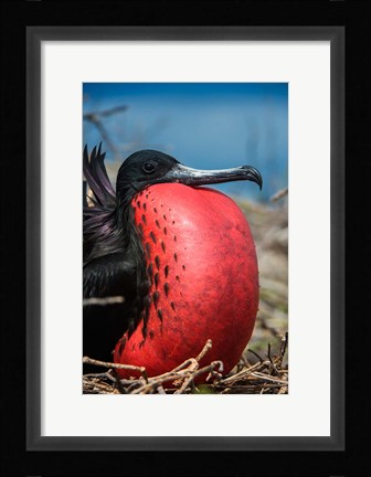 Framed Magnificent Frigatebird Male With Pouch Inflated, Galapagos Islands, Ecuador Print