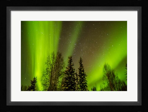 Framed Alaska Aurora Borealis Over Forest Print