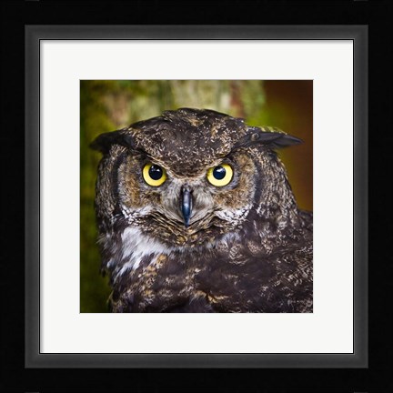 Framed Alaska Raptor Center, Sitka, Alaska Close-Up Of A Great Horned Owl Print