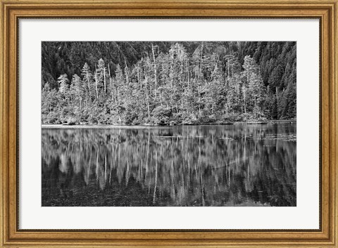 Framed Alaska, Inside Passage, Reflecting Trees Print