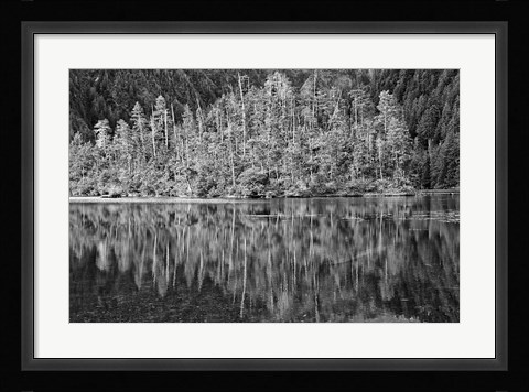 Framed Alaska, Inside Passage, Reflecting Trees Print
