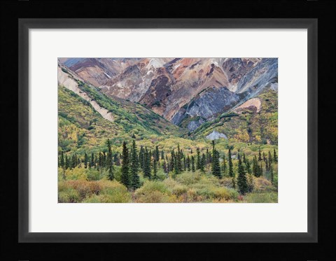 Framed Alaska, Fall Foliage, Sheep Mountain Print