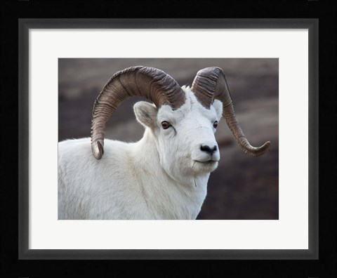 Framed Alaska, Denali, National Park, Big Horn Sheep Print