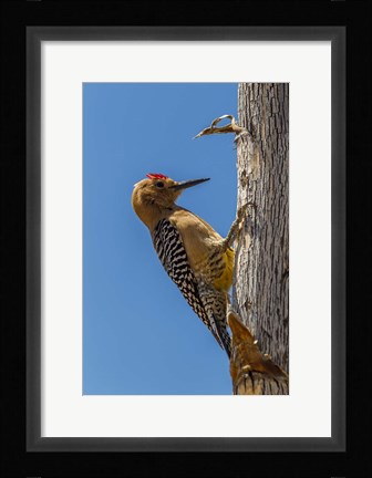 Framed Arizona, Sonoran Desert Male Gila Woodpecker On Ocotillo Print