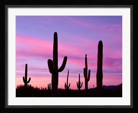 Framed Arizona, Saguaro Cacti Silhouetted By Sunset, Ajo Mountain Loop Print