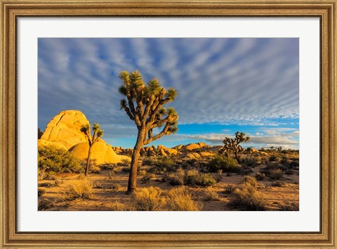 Framed Joshua Tree National Park, California Print