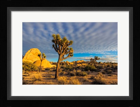 Framed Joshua Tree National Park, California Print