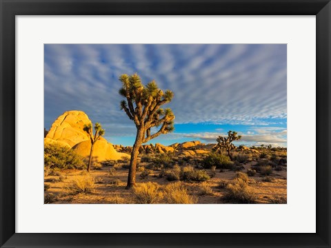 Framed Joshua Tree National Park, California Print