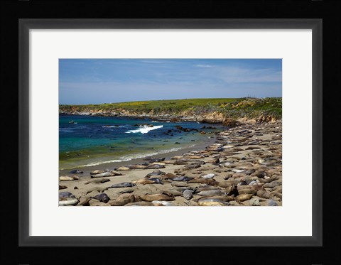 Framed Northern Elephant Seals, California Print