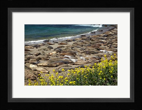 Framed Northern Elephant Seals Sun Bathing In Cali Print